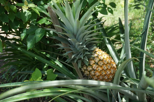Zavřít Pohled Zralý Ananas Zahradě Připraven Sklizni — Stock fotografie