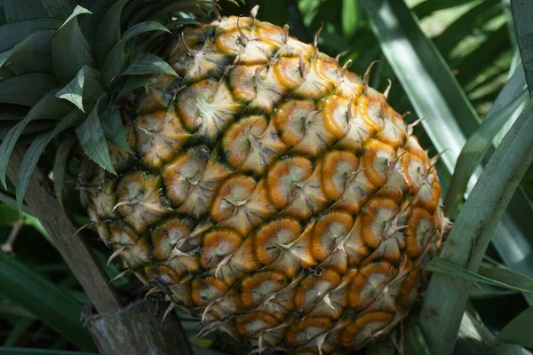 Nahaufnahme Von Reifen Ananas Garten Die Gepflückt Werden Können — Stockfoto