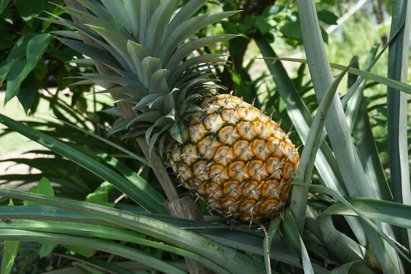 Zavřít Pohled Zralý Ananas Zahradě Připraven Sklizni — Stock fotografie
