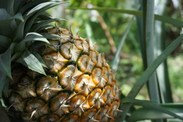 Nahaufnahme Von Reifen Ananas Garten Die Gepflückt Werden Können — Stockfoto