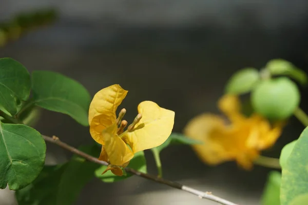 Çiçek açan sarı Bougainvillea spektabilis bitkilerini kapatın. Bonsai bougainvillea 