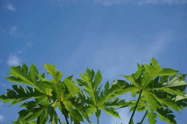 low angle view of papaya leaves under a clear blue sky. shot on a very sunny day