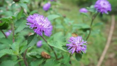 Bahçedeki mor çiçeğin görüntüleri. Centratherum punctatum Brezilya Düğmesi olarak da bilinir..