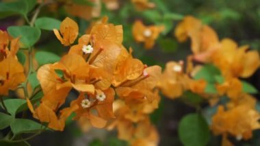 Sarı Bougainvillea spektabilis görüntüleri. Bonsai bougainvillea