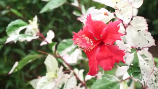 Kwiat Hibiskusa Urozmaiconymi Liśćmi — Wideo stockowe