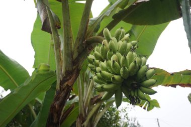 Muz yağmurdan sonra bahçede ağaçta