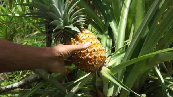Zbieranie Dojrzałych Ananasów Ogrodzie Uprawiać Jesz — Wideo stockowe