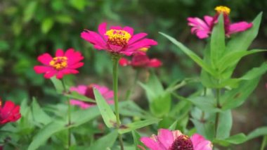 Tek katmanlı pembe zinnia çiçeği rüzgarda sallanıyor.