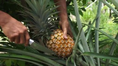 Asyalı adam bahçede olgun ananas topluyor.