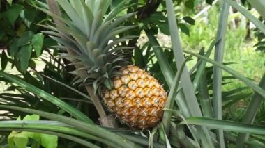 Bahçedeki olgun ananas hasat edilmeye hazır.