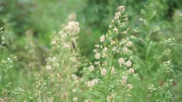 Imágenes Coulter Horseweed Laennecia Coulteri Family Asteraceae Floreciendo Habitualmente Mayo — Vídeo de stock