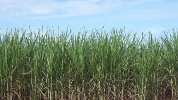 甘蔗种植园中种植的甘蔗 — 图库视频影像