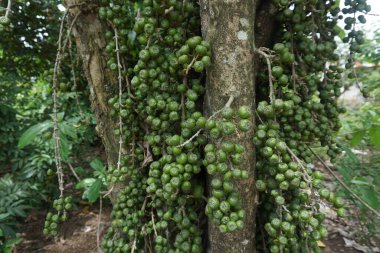 Sapları meyva ile dolu, salkımlı bir bitki.