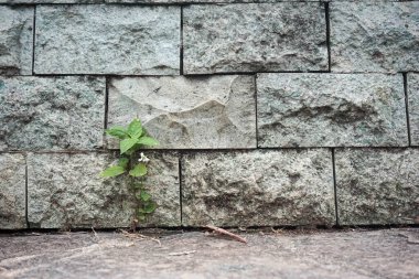 taş tuğla duvar dokusu