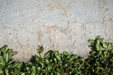 Beton ve çeşitlendirilmiş çimenler kopyalama alanı ile