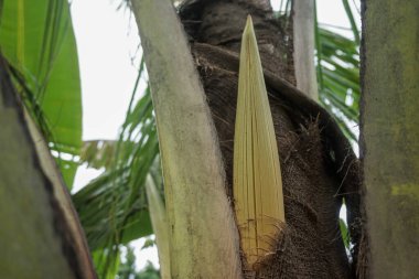 Ağaçtaki hindistan cevizi çiçeği (hindistan cevizi çiçeği)