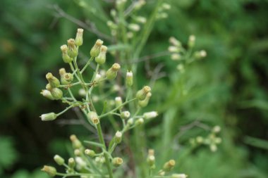 Kopya alanı olan Conyza sumatrensis çiçeği