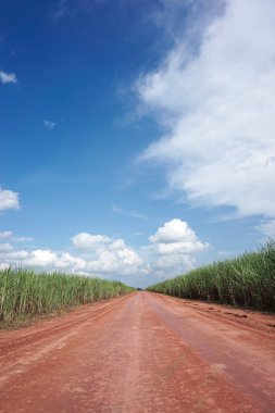 Şeker kamışı tarlalarındaki boş yol, mavi gökyüzü ve beyaz bulutlar. kopyalama alanı ile