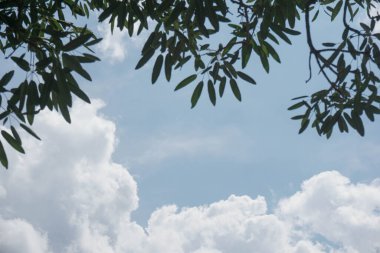 Tabebuia yaprakları mavi gökyüzünü ve beyaz bulutları kaplar. kopyalama alanı ile