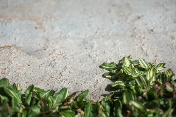 Beton ve çeşitlendirilmiş çimenler kopyalama alanı ile