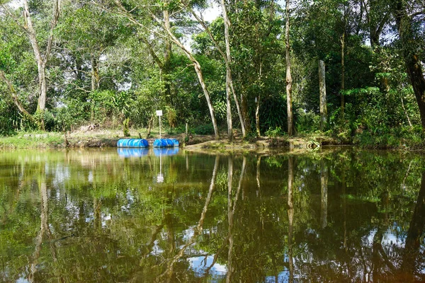 Sakin göl suyundaki ağaçların yansıması.