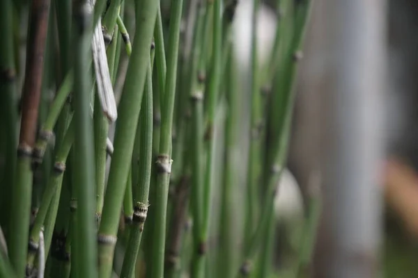 bamboo branch. Equisetum debile (Horsetail) ; cylindrical, hollow and stem
