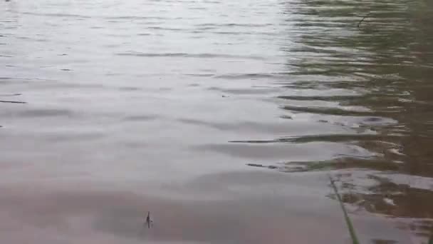 Footage Water Waves Lake — Video