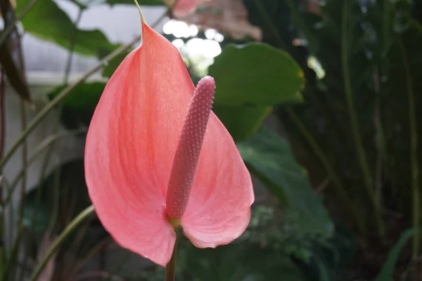 Bela Flor Flamingo Jardim Com Espaço Cópia — Fotografia de Stock