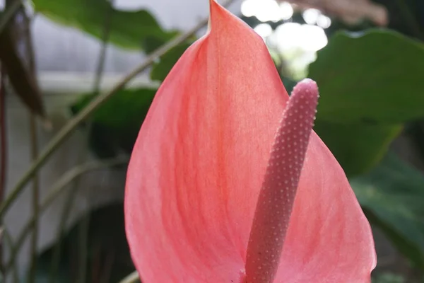 Bela Flor Flamingo Jardim Com Espaço Cópia — Fotografia de Stock