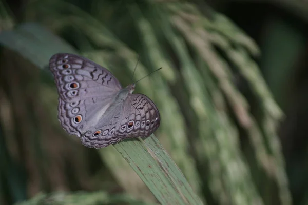 稻谷叶上的蝴蝶 — 图库照片