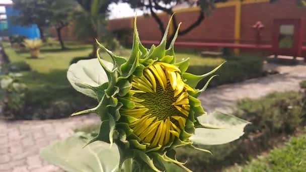 Nahaufnahme Von Sonnenblumen Garten — Stockvideo