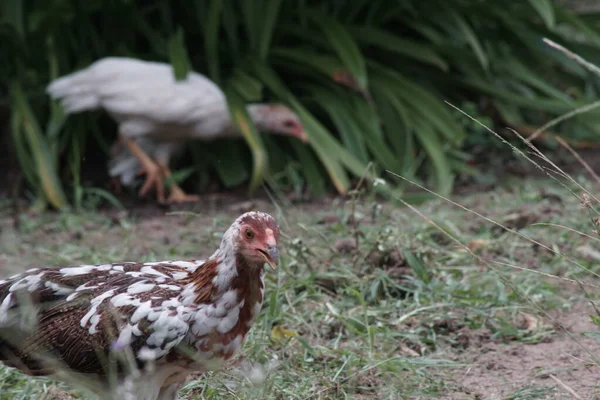 Chickens Forage Ground Blurred Background — Stock Photo, Image