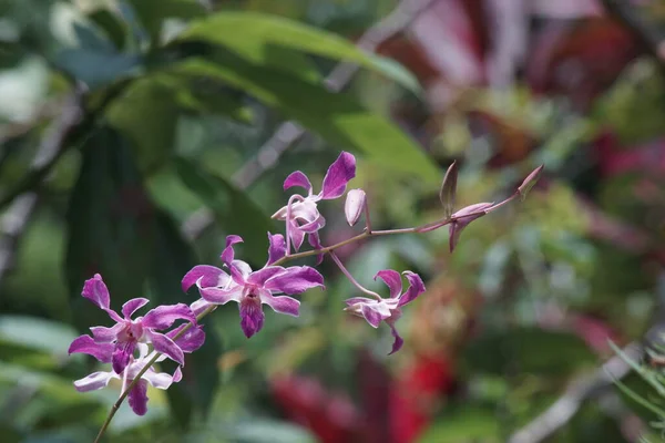 Paarse Dendrobium Orchidee Tuin — Stockfoto