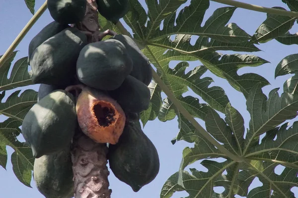 Reife Papayas Auf Dem Baum Werden Von Vögeln Gefressen — Stockfoto