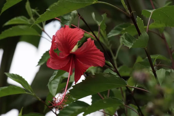 Fleur Hibiscus Dans Jardin — Photo