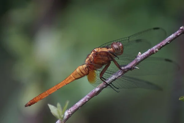 Dragonfly Perched Tree Branch — Stock Photo, Image