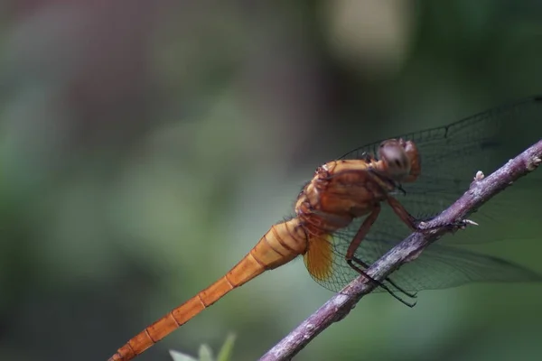 Dragonfly Uppflugna Gren — Stockfoto