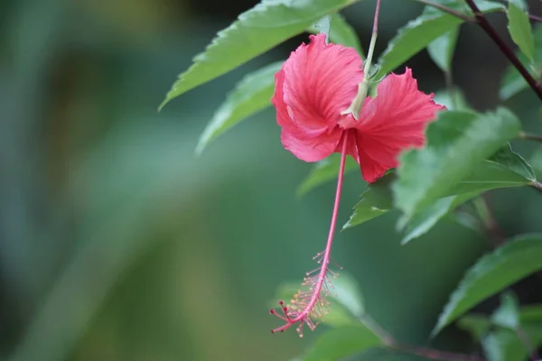 Hibiskusblüte Garten — Stockfoto