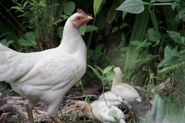 白い鶏と3匹の雛 — ストック写真