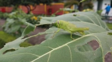 Çekirgenin ayçiçeği yaprağındaki görüntülerini kapat.
