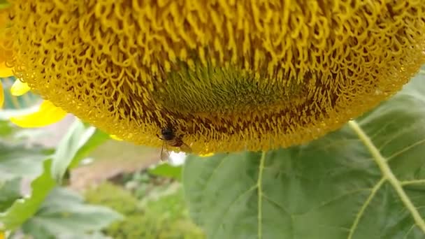 Zamknij Nagranie Pszczoły Miodnej Zbierającej Nektar Podczas Zapylania Słonecznika — Wideo stockowe