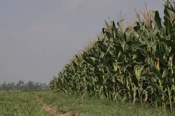 stock image low angle view of corn field