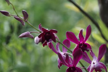 Çiçek açmış güzel mor dendrobium orkidesinin yakın görüntüsü