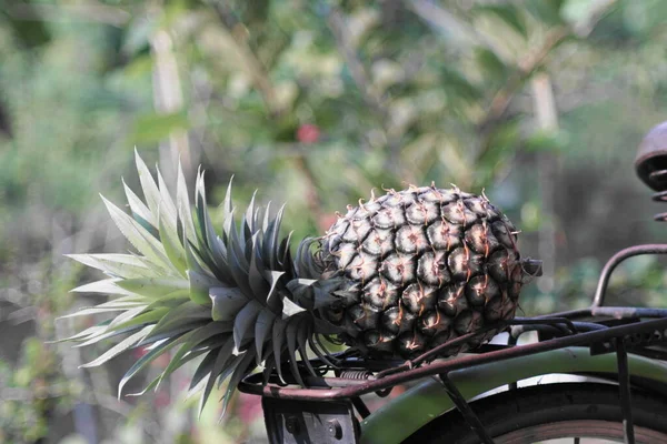 Arka Bisiklet Rafında Fotokopi Alanı Olan Ananas — Stok fotoğraf