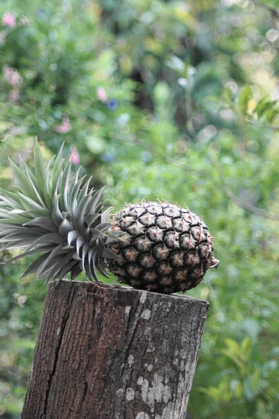 Frisch Geerntete Ananas Auf Einem Holzstamm Garten Mit Verschwommenem Bokeh — Stockfoto