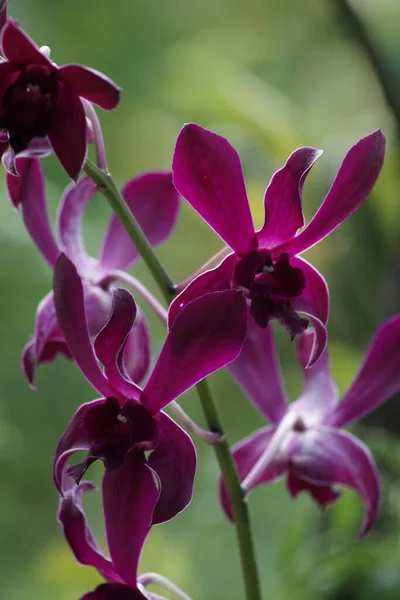 Çiçek açmış güzel mor dendrobium orkidesinin yakın görüntüsü