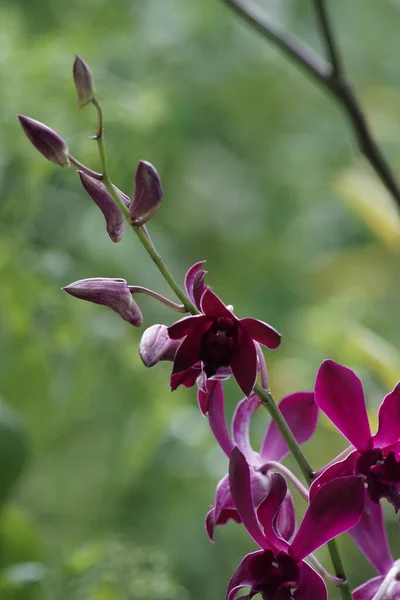 Close Uitzicht Prachtige Paarse Dendrobium Orchidee Bloei — Stockfoto