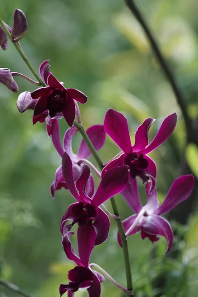 Close Vista Bela Orquídea Dendrobium Roxo Flor — Fotografia de Stock