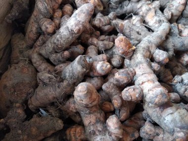 Taze kök kökünü kapat