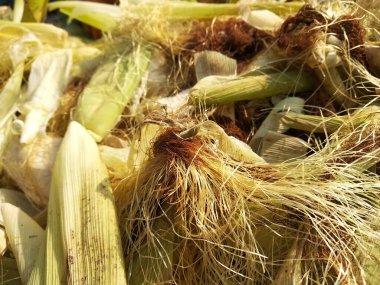 mısır kabuğu atığı yığını